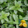 Мята (Mentha) Лемон С2-3 РАг/23