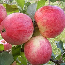 Яблоня Мельба (летний сорт) 7-8-летка