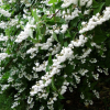 Дейция шершавая (Deutzia scabra) Плена  60-80 С7,5 БАл/22
