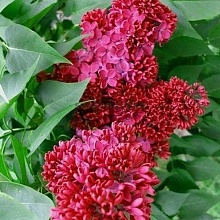 Основное изображение товара