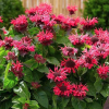 Монарда гибридная (Monarda) Би Хеппи С2 РРс/25