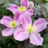 Клематис горный (Clematis montana) 'Tetrarose' С2 НАп/25