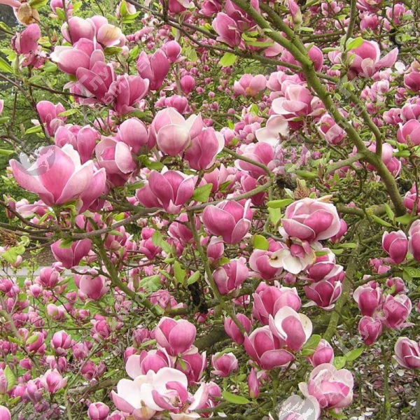 Магнолия "Суланжа" на фото