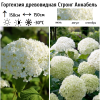Гортензия древовидная (Hydrangea arborescens) Стронг Аннабель С3 НАп/26