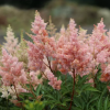 Астильба Арендса (Astilbe arendsii) Систер Тереза С2 ГлХ/26