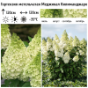 Гортензия метельчатая (Hydrangea paniculata) Меджикал Килиманджаро  С2 СП/26