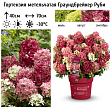 Гортензия метельчатая 