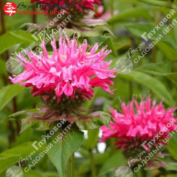 Монарда гибридная "Маршаллз Делайт" на фото