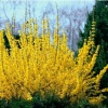 Форзиция промежуточная (Forsythia intermedia) Вик Энд С3 СП/23
