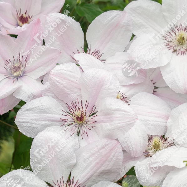 Клематис "Иоанн Павел II" на фото