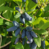 Жимолость Чулымская (средний сорт)
