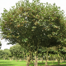 Основное изображение товара