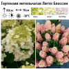Гортензия метельчатая (Hydrangea paniculata) Литтл Блоссом  С2 СП/26