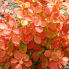 Барбарис Тунберга (Berberis thunbergii) Оранж Айс С3 СП/23