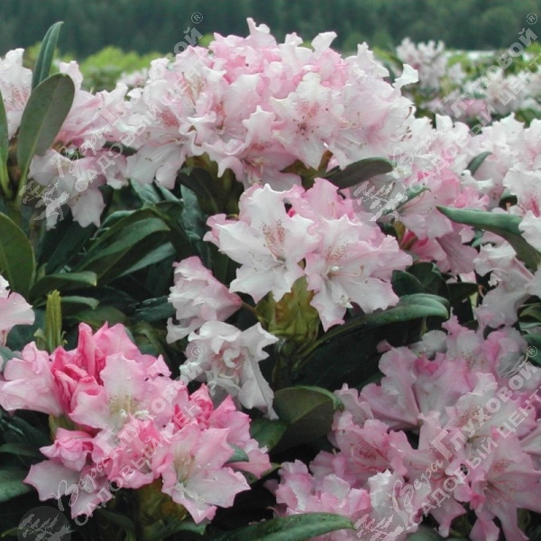 Рододендрон крупноцветковый "Похьёлас Доте"  на фото