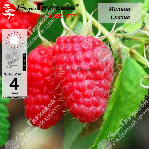 Малина "Сказка" на фото