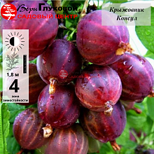 Крыжовник Консул (Сенатор) (среднего срока созревания)