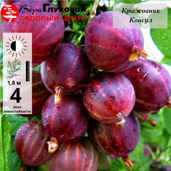 Крыжовник Консул (Сенатор) (среднего срока созревания)
