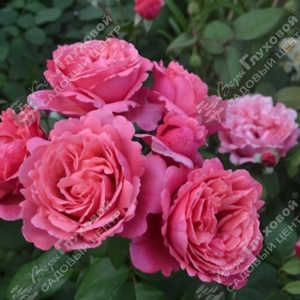 Роза чайно-гибридная "Line Renard" на фото