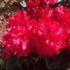 Рододендрон (Rhododendron) крупноцветковый 'Wladyslaw Jagiello'/ ROYAL RED 30-40 С5 ПЧ/25
