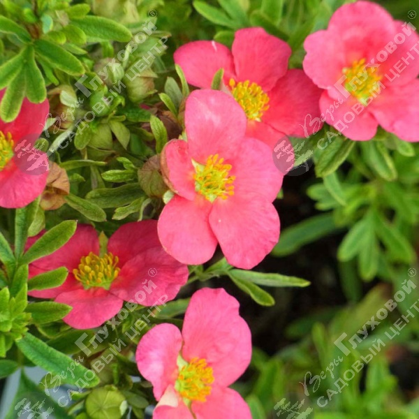 Лапчатка кустарниковая "Беллиссима" на фото