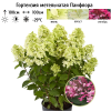 Гортензия метельчатая (Hydrangea paniculata) Панфлора С3 СП/26