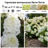 Гортензия метельчатая (Hydrangea paniculata) Литтл Хотти  С3 ГЕ/26
