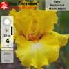 Ирис бородатый (Iris bearded) высокий Miami Beach С3 ФК/23