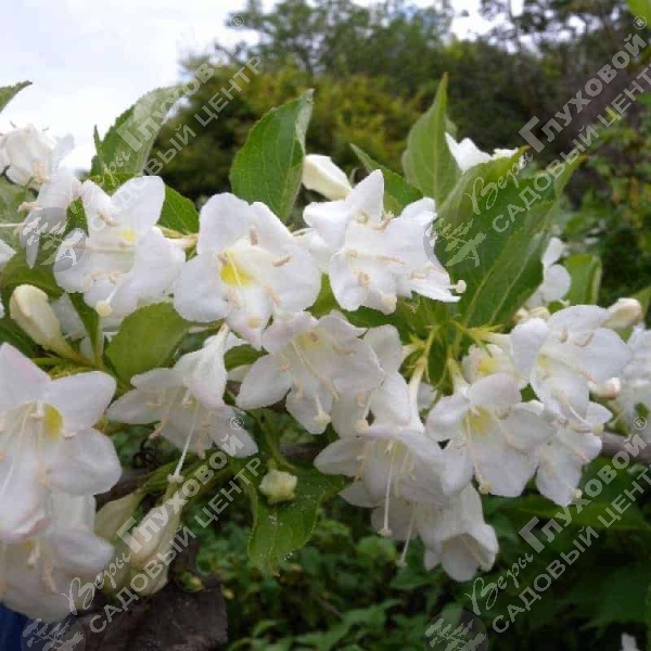 Вейгела цветущая  "Бристоль Сноуфлейк" на фото