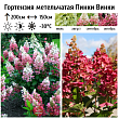 Гортензия метельчатая 