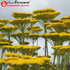 Тысячелистник таволговый (Achillea filipendulina) Золотые одежды С2-3 РАх/23