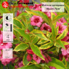 Вейгела цветущая (Weigela florida) Мулен Руж 50-60 С6 ГЕ/23