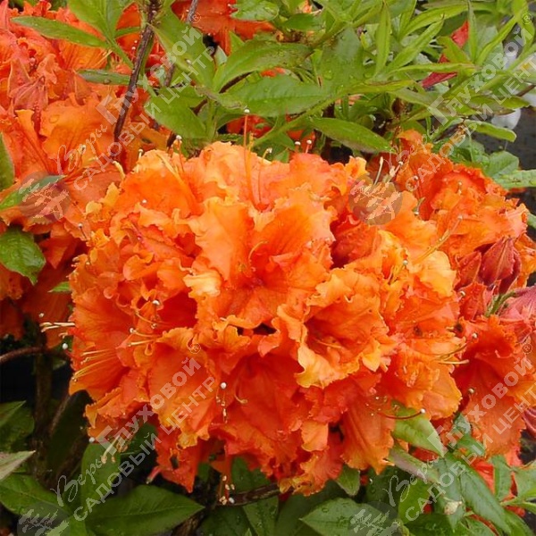 Азалия  "Гибралтар" на фото