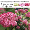 Гортензия древовидная (Hydrangea arborescens) Пинк Аннабель С7,5 НАп/26
