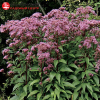 Посконник пятнистый (Eupatorium maculatum) Беби Джой С3 ГлХ/24