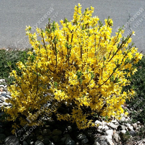 Форзиция промежуточная Миниголд на фото