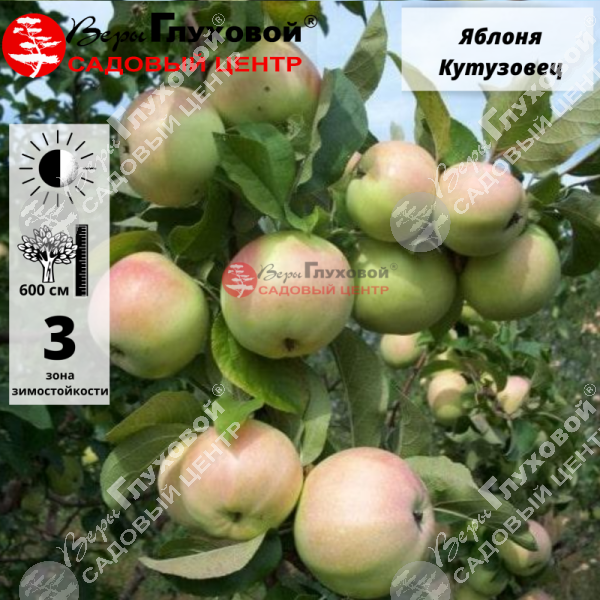 Яблоня "Кутузовец" на фото