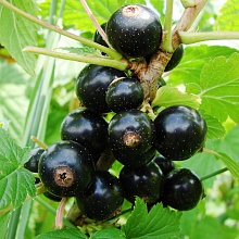 Основное изображение товара