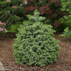 Ель ситхинская (Picea sitchensis) Тенас 20-25 С3 НКк/26
