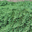 Можжевельник прибрежный 