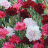 Гвоздика перистая (Dianthus plumarius) Соната С2 РФр/26