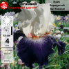 Ирис бородатый (Iris bearded) высокий Bal Masque С3 ФК/23