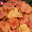 Гейхера (Heuchera) 