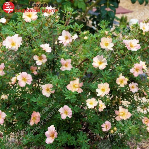 Лапчатка кустарниковая "Дабл Панч Пастель" на фото