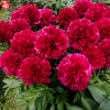 Пион травянистый (Paeonia l) Ред Грейс С7 ГлХ/26