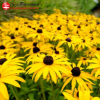 Рудбекия блестящая (Rudbeckia fulgida) Гольдштурм С2-3 РАх/24