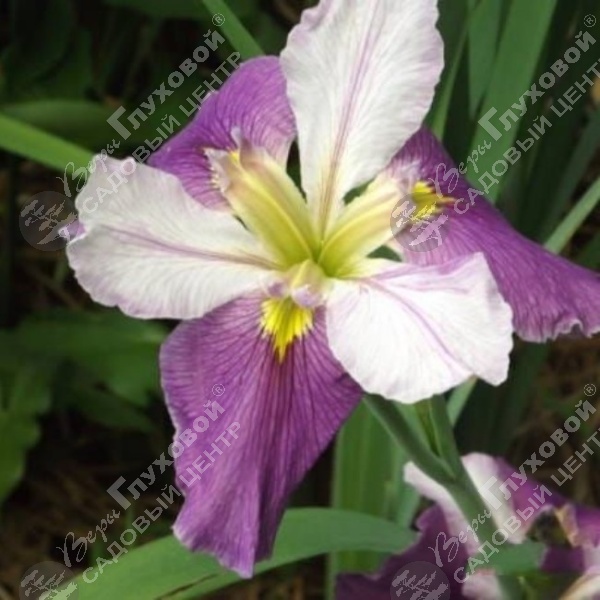 Ирис луизианский  "Колорифик" на фото