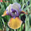 Ирис карликовый (Iris pumila) Фокус Покус С3 ГлХ/23