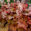Гейхера гибридная (Heuchera x hybrida) Свит Ти С3 СП/24