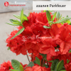 Азалия крупноцветковая (Azalea) 'Parkfeuer' 40-60 С5 ПЧ/24
